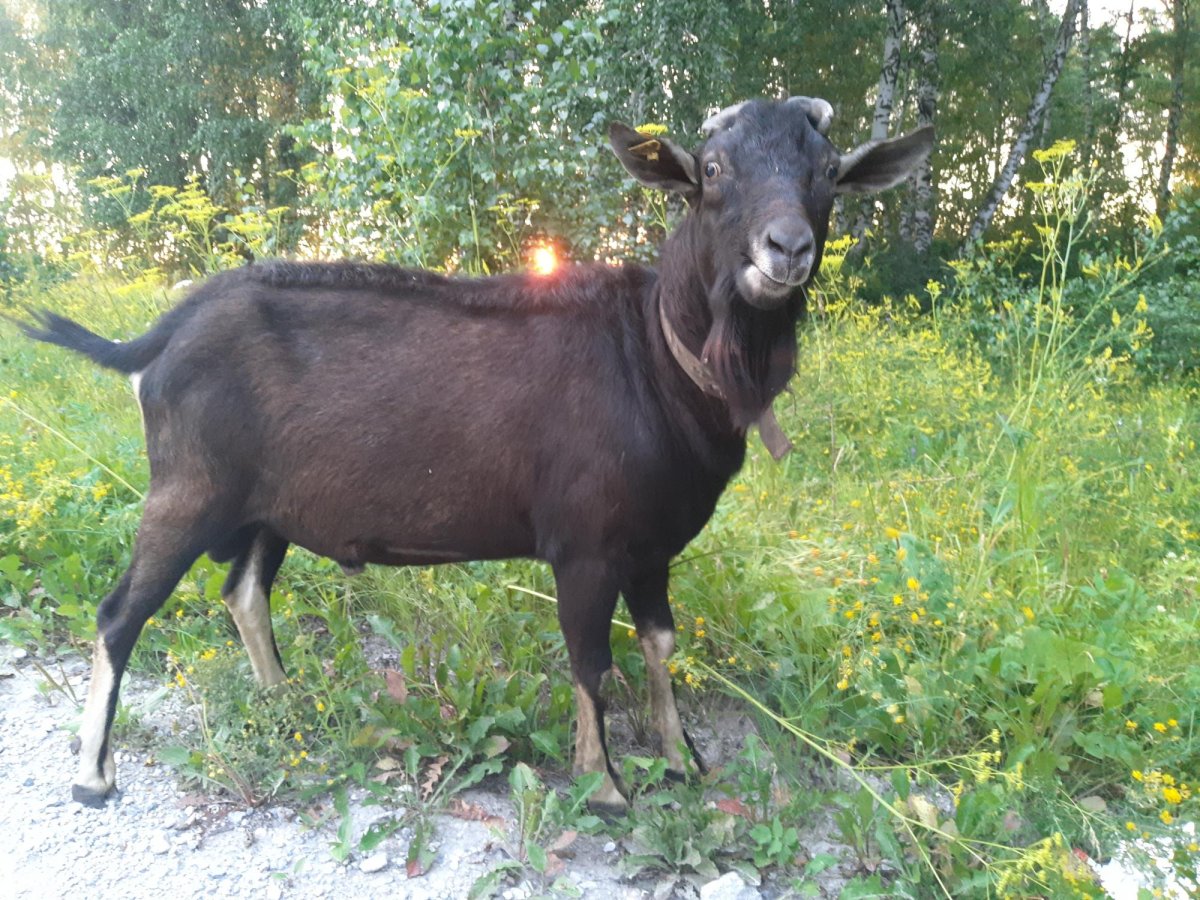 Фото козы альпийской сангоу окрас