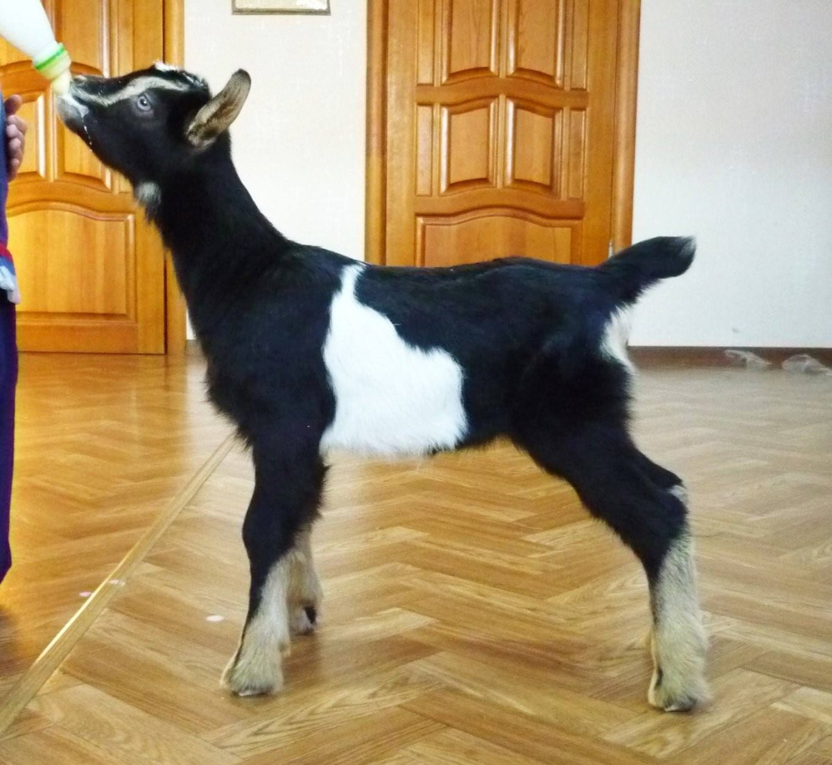 Окрас сангоу альпийской козы