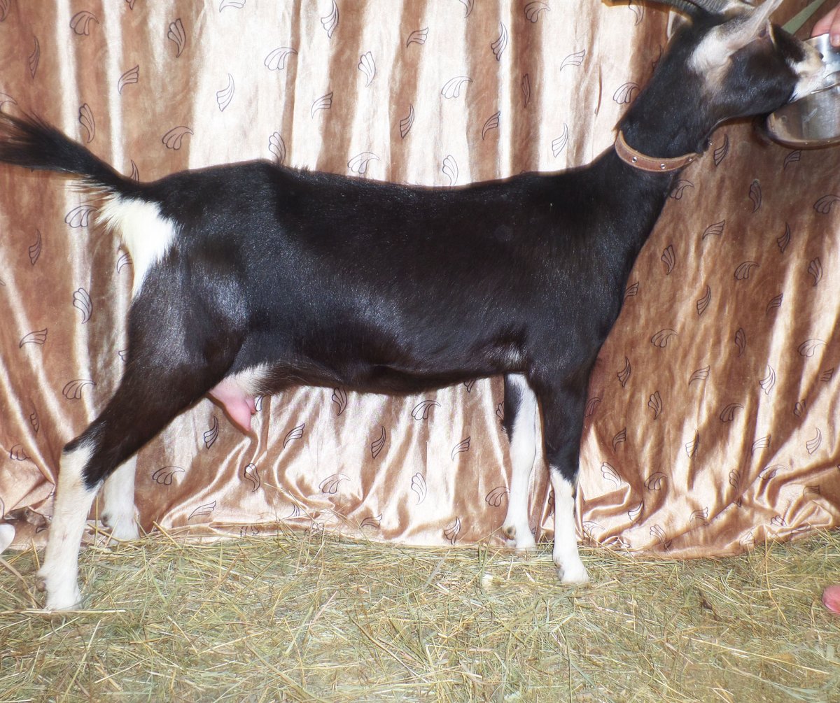 Франко Альпийские козы