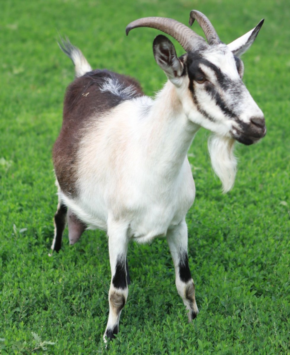 Альпийская тоггенбургская коза