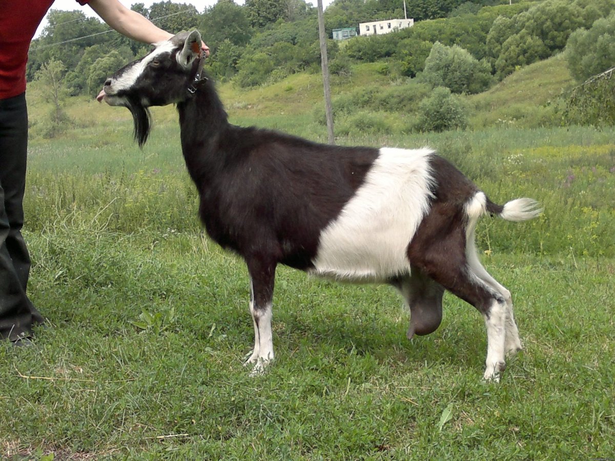 Тоггенбургская порода коз