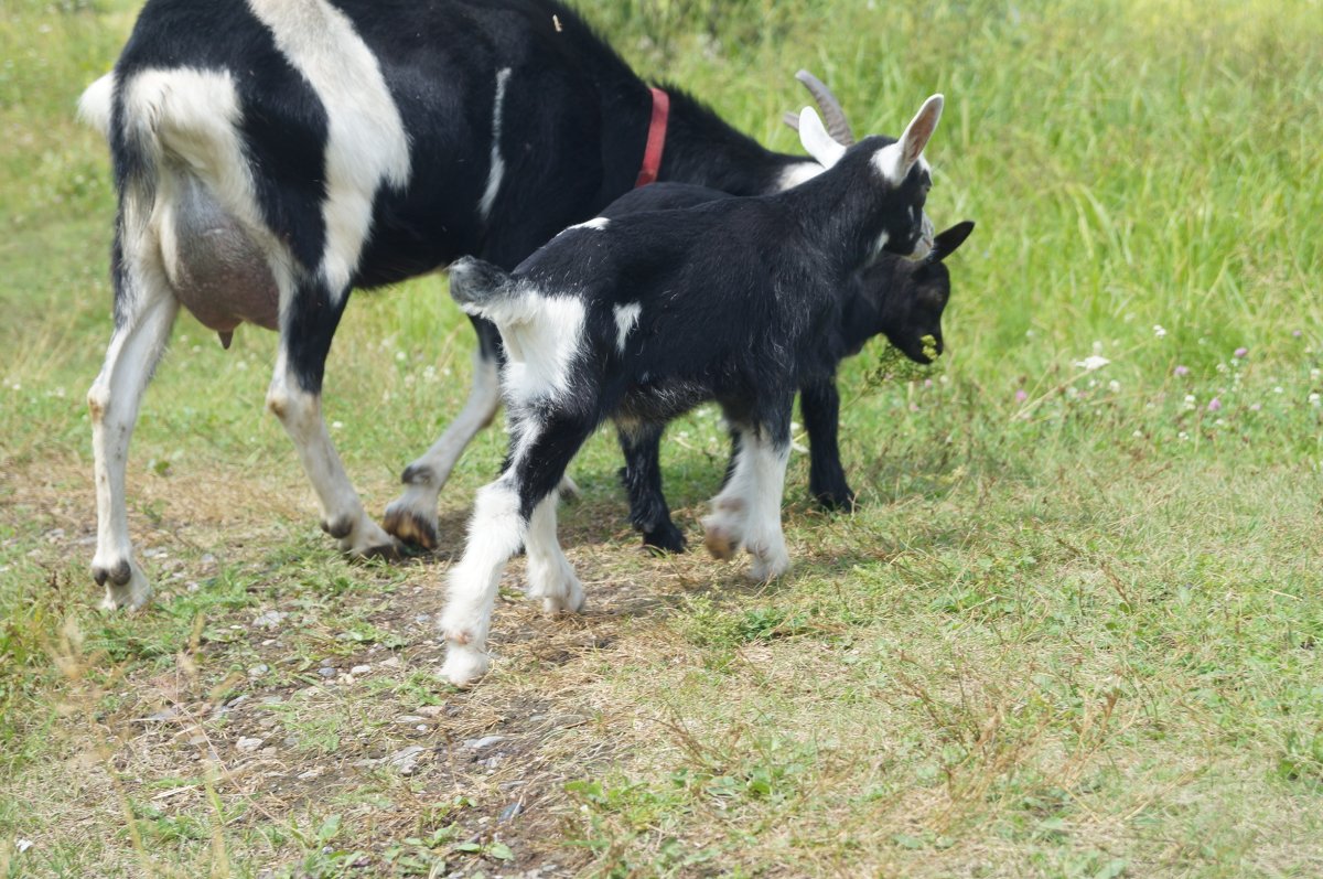 Окраска коз швейцарский сангоу