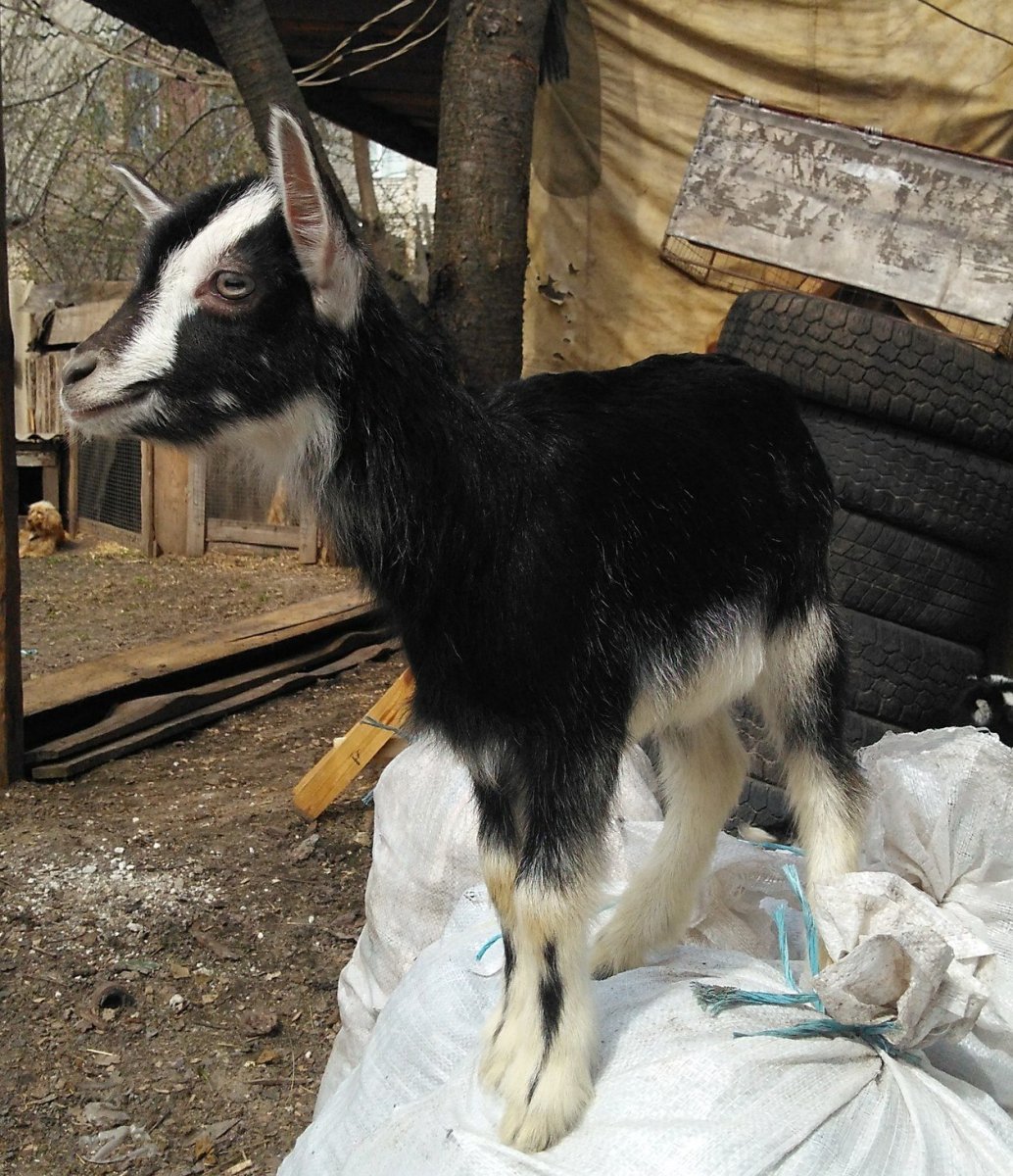 Альпийская тоггенбургская коза