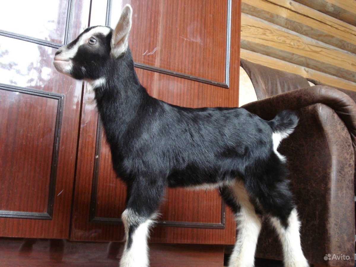 Альпийская тоггенбургская коза