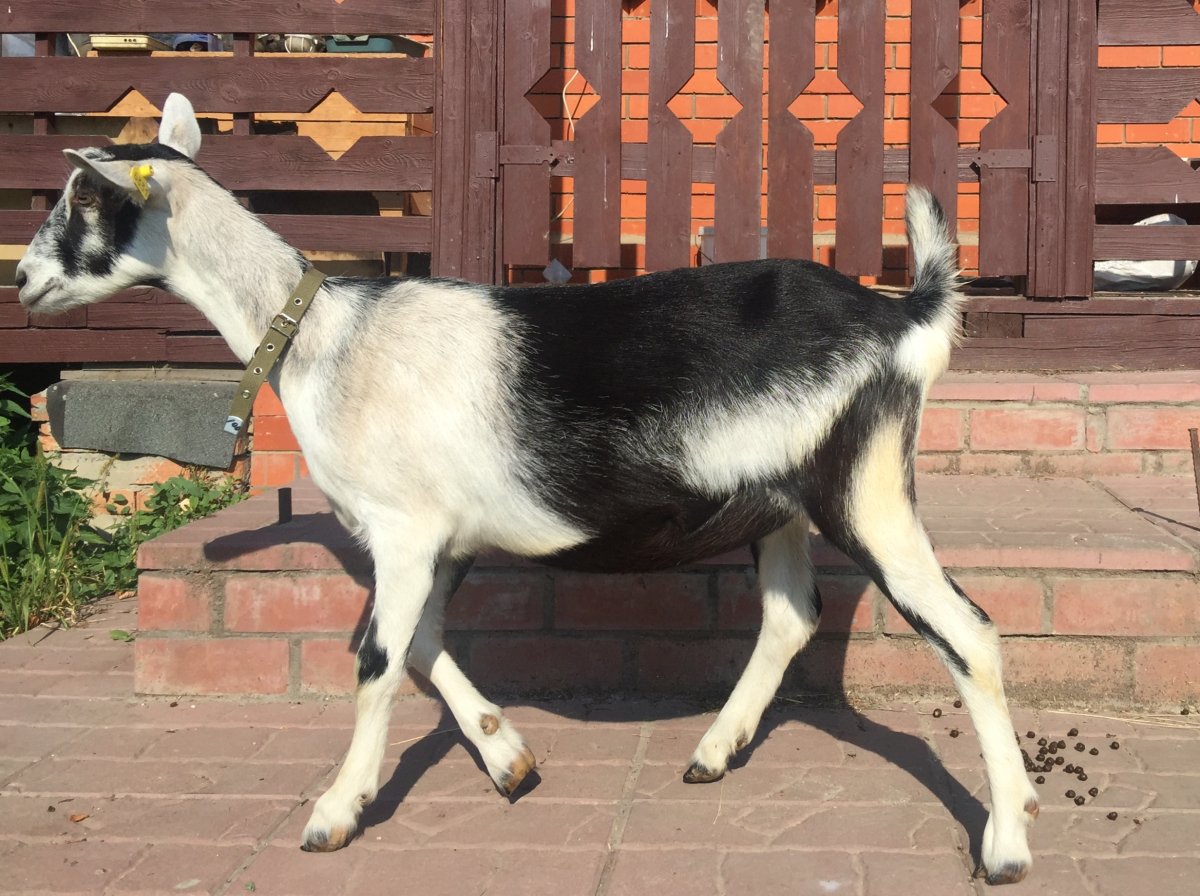 Альпийская коза пиакок