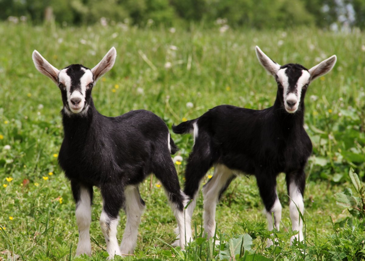 Альпийская порода коз