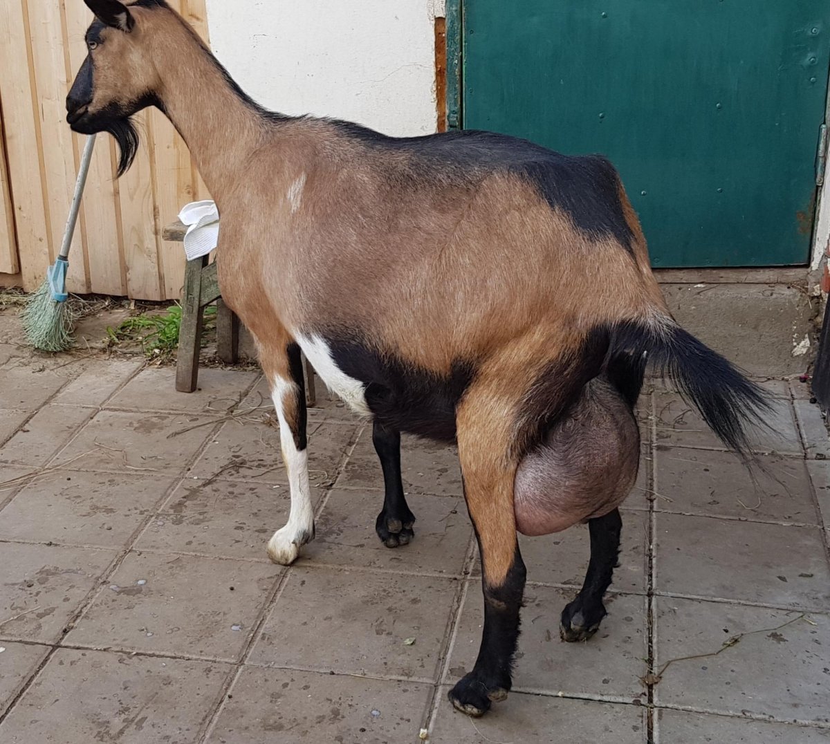 Австрийские козы