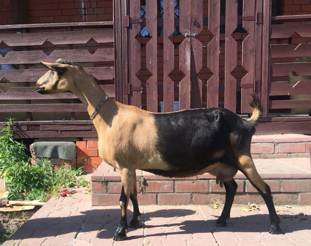 Альпийская коза пиакок