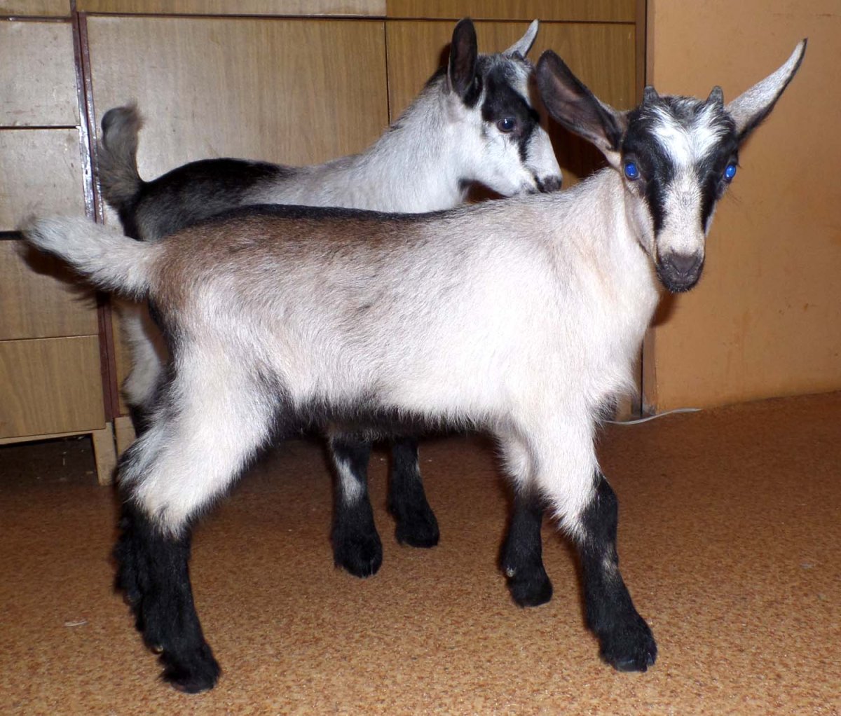 Альпийские и зааненские козы