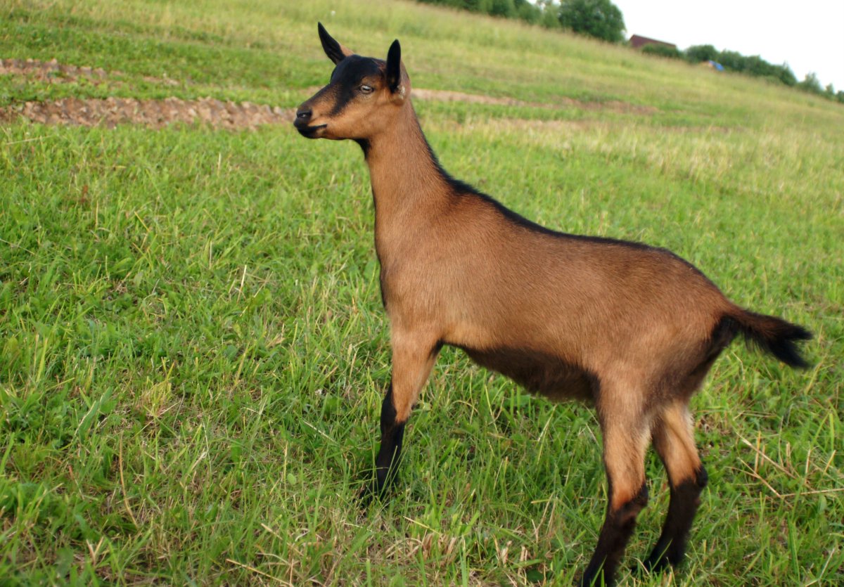 Альпийские козы Серна