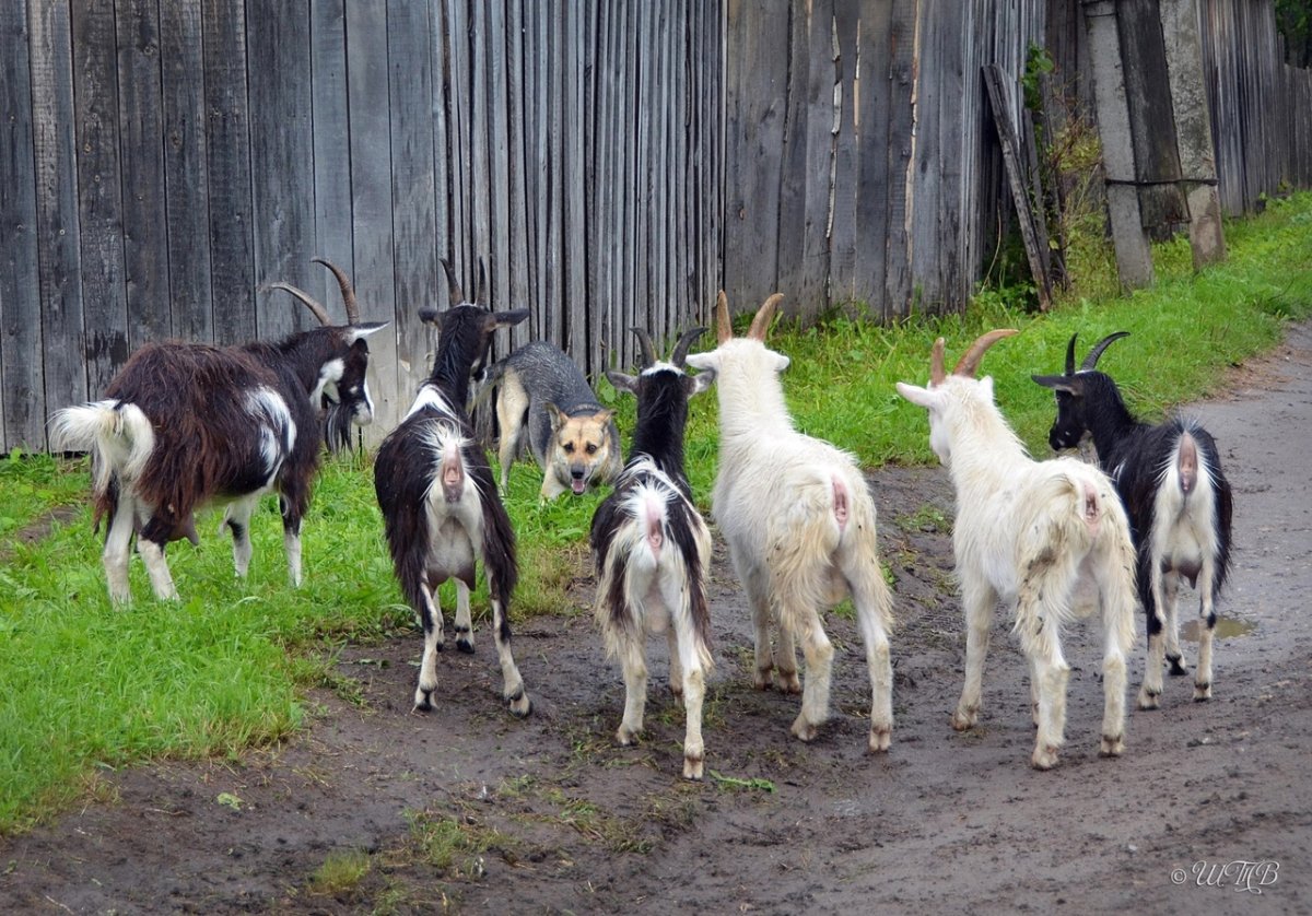 Коза и щенок