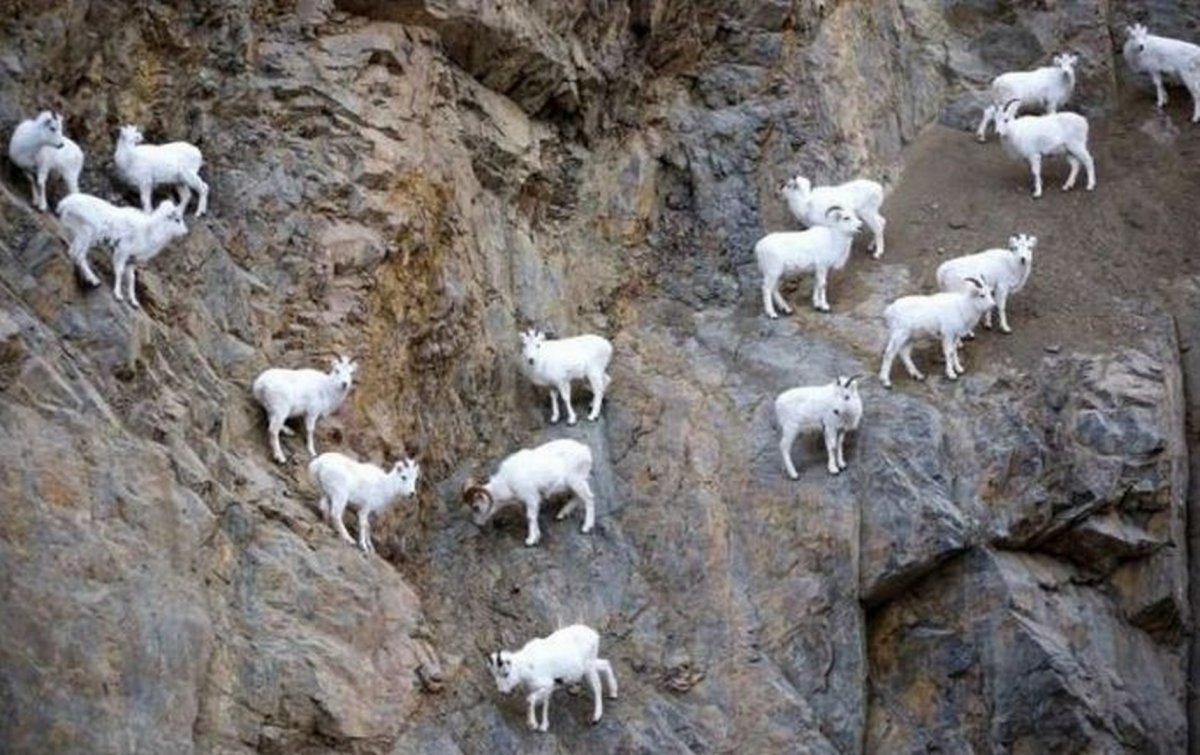 Горные козлы белые на скалах