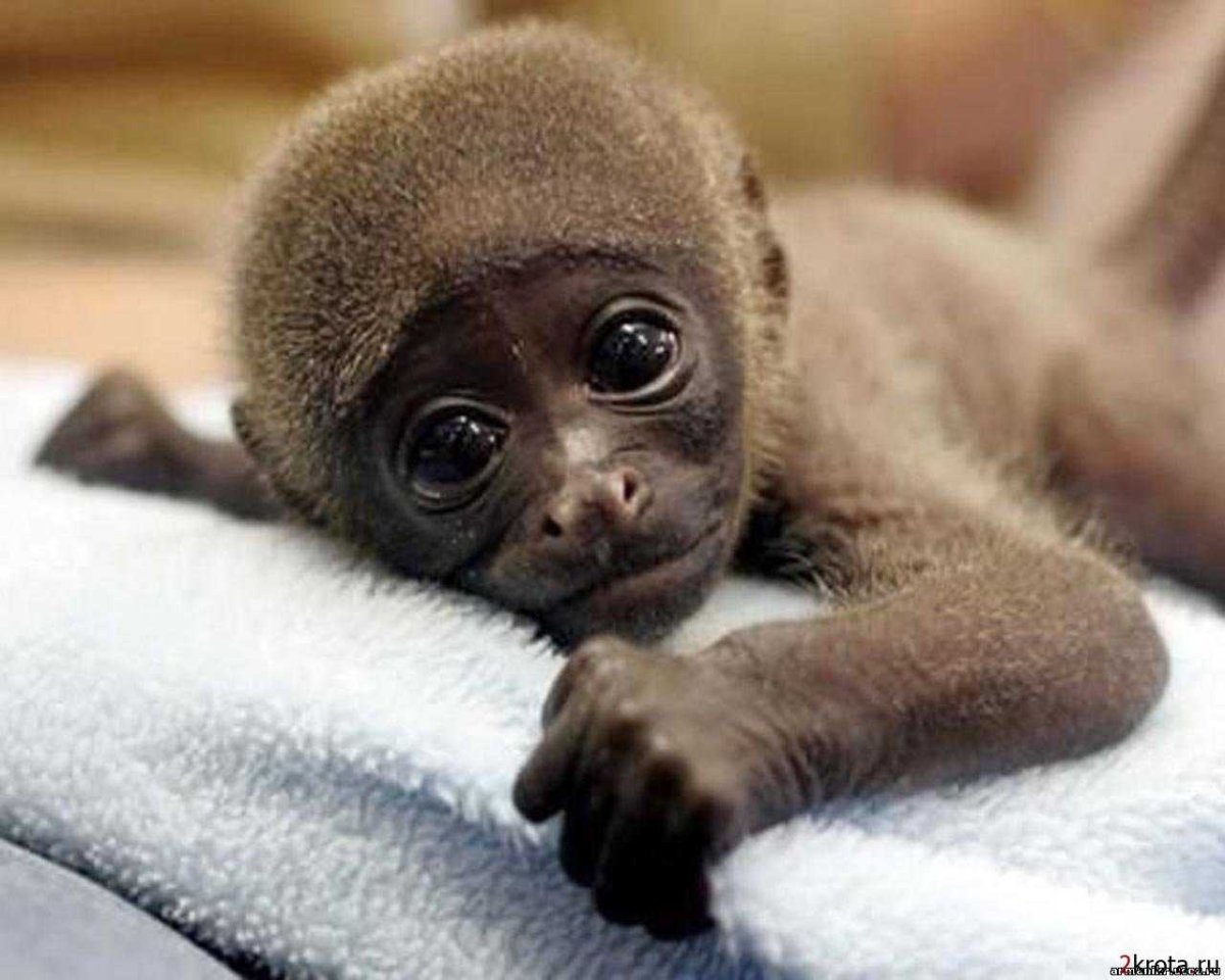 Милая маленькая обезьянка