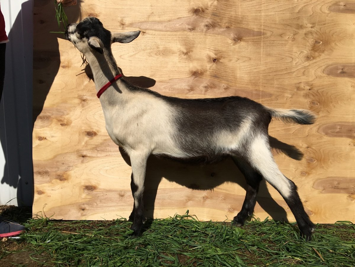 Альпийская комолая коза