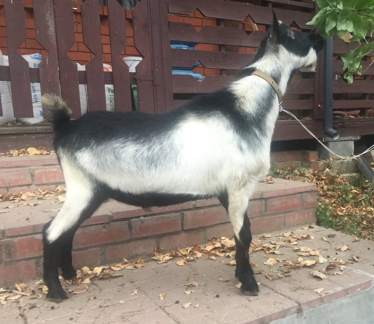 Альпийские козы длинношерстные