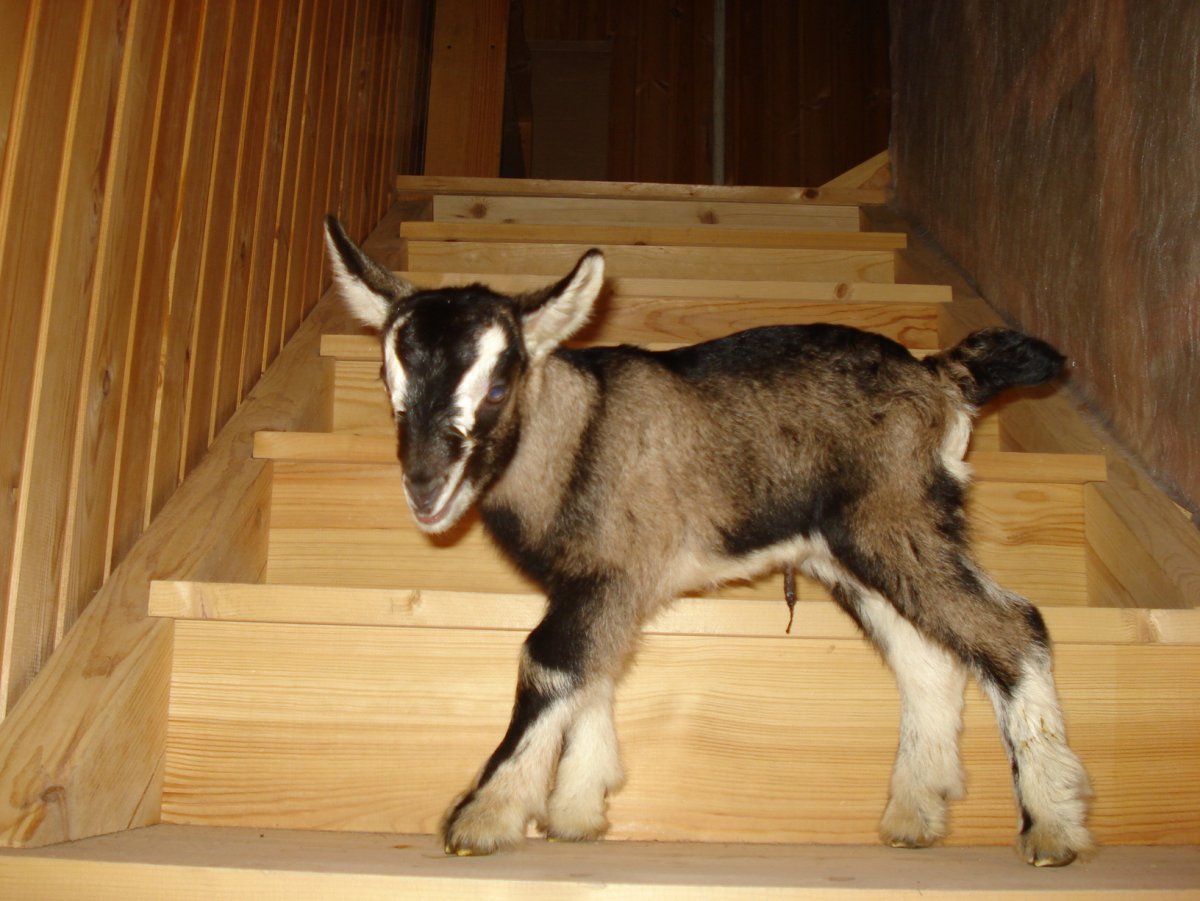 Альпийские козлята