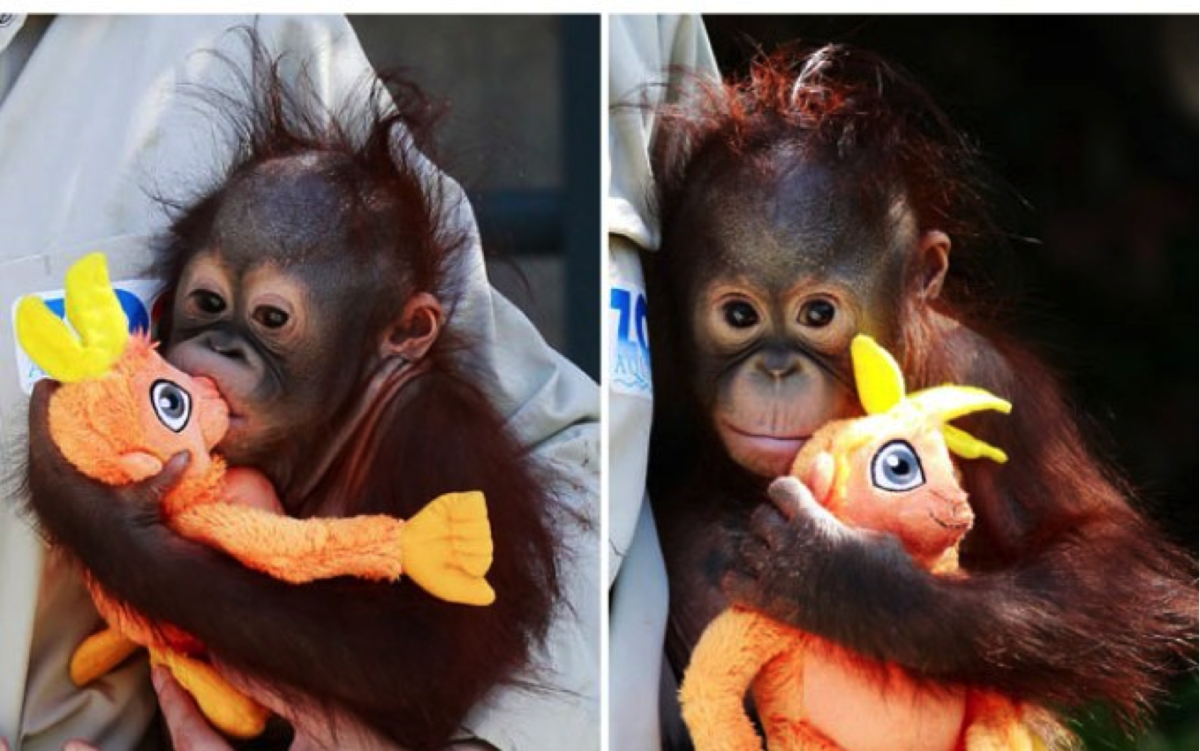 Игрушки зверушки милые обезьянки