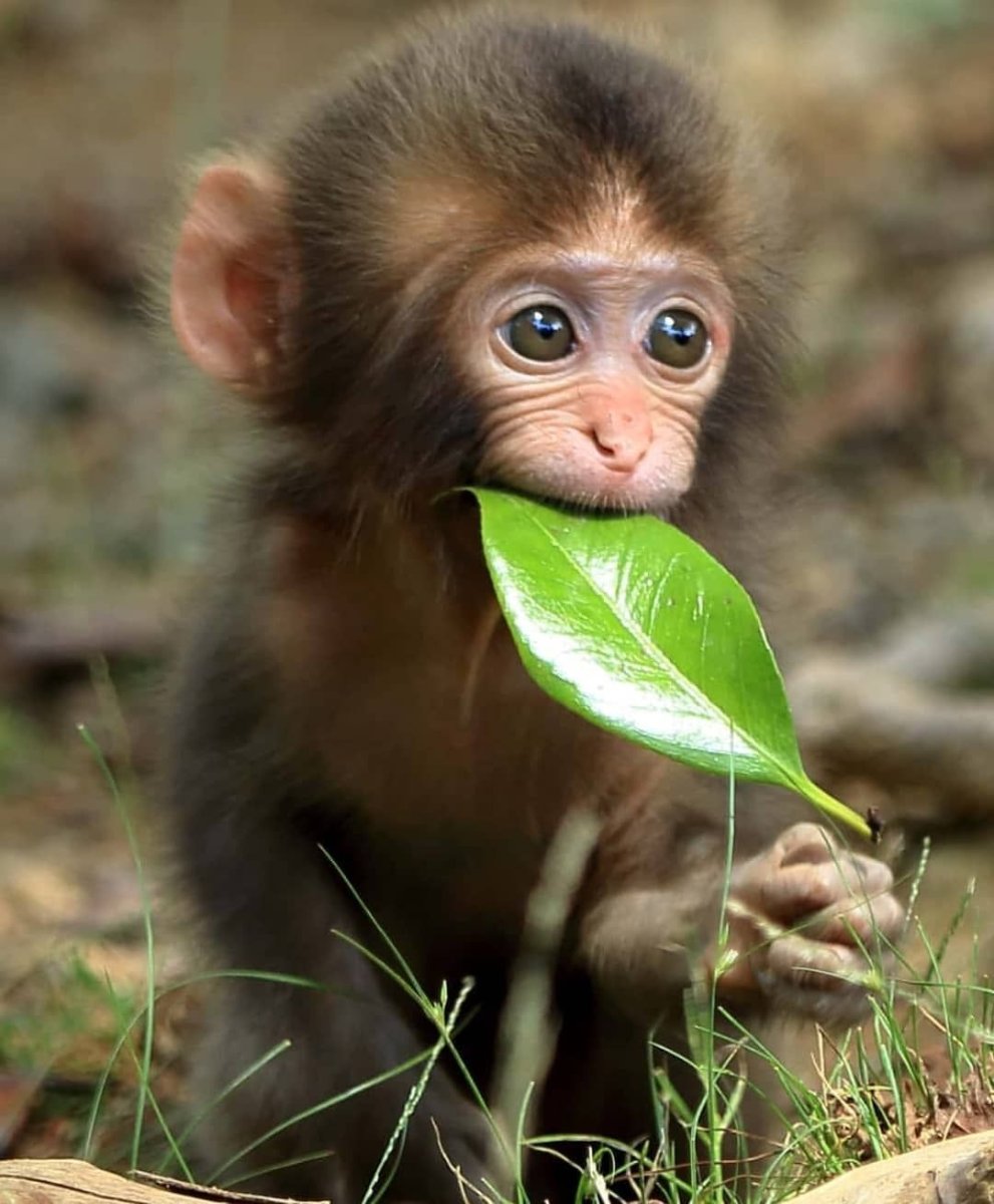 Шишки мартышки