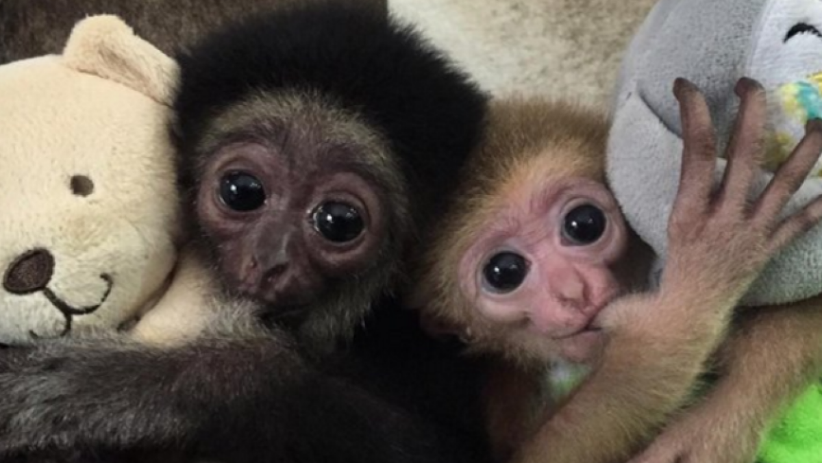 Обезьяны Монако