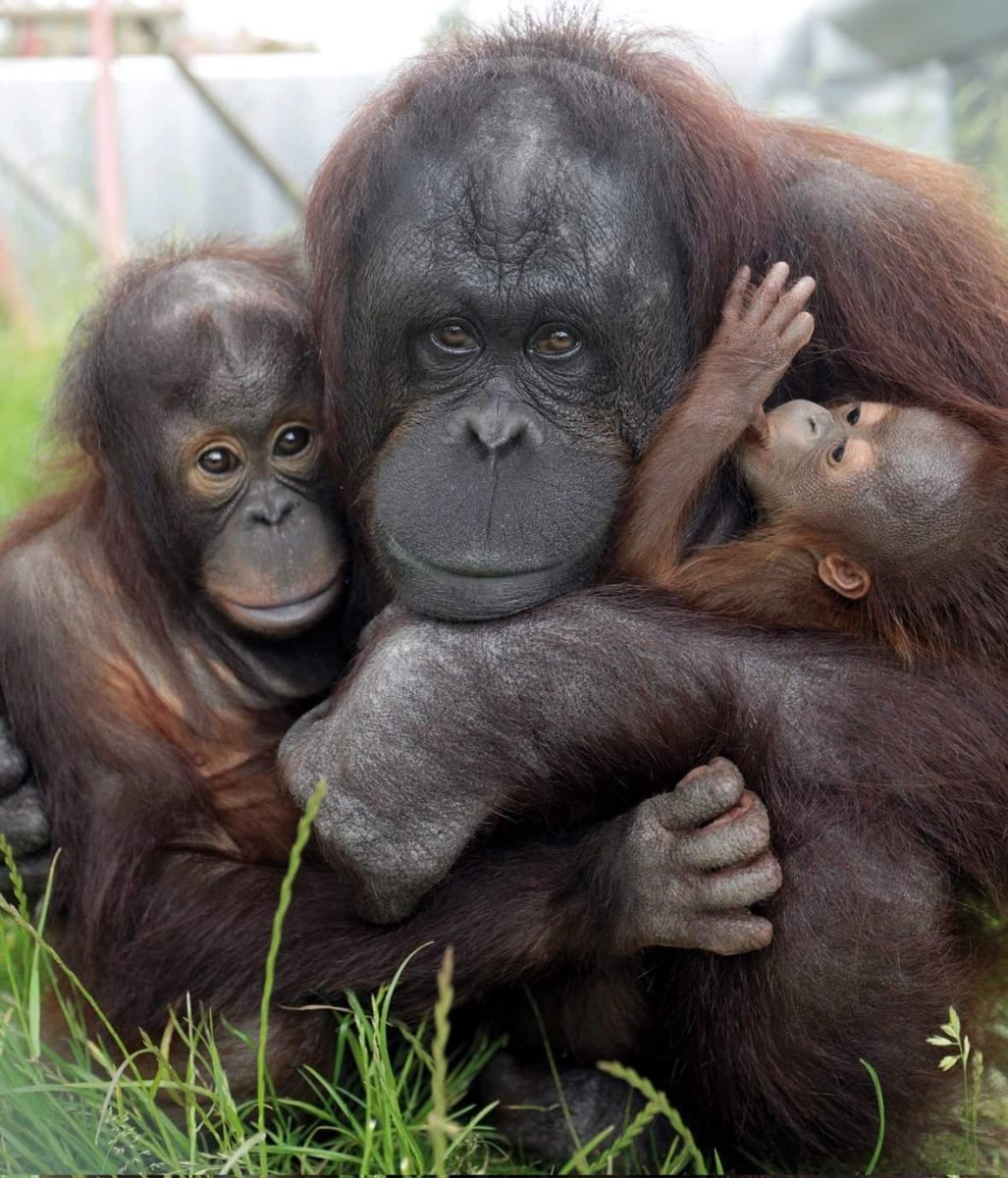 Детеныш обезьяны