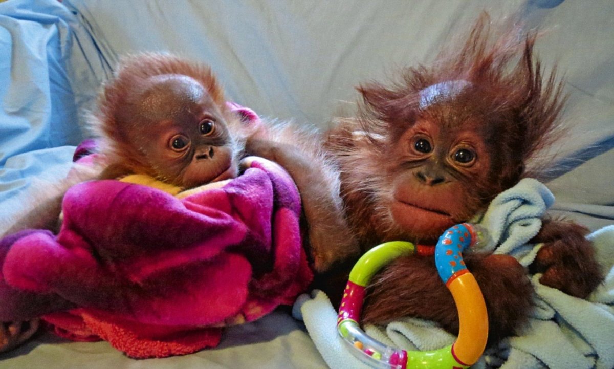 Обезьяна в домашних условиях