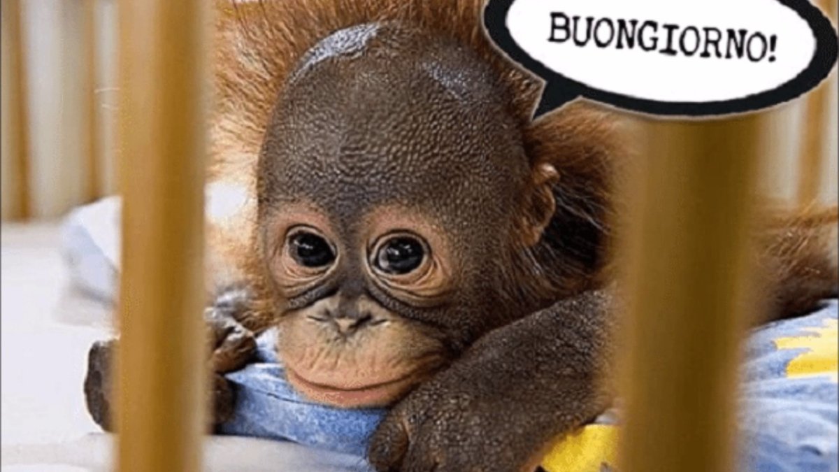 Обезьянка в кроватке