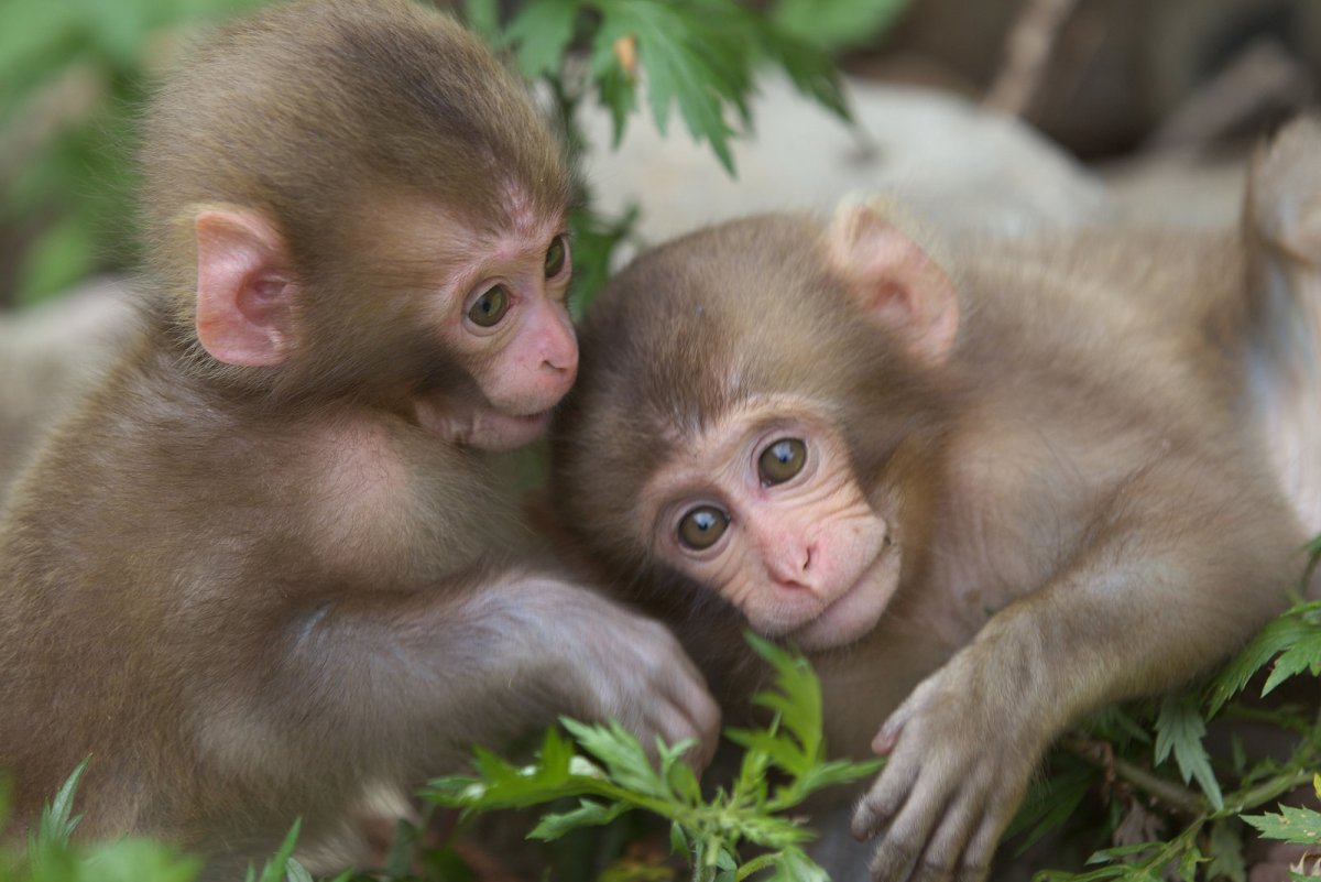 Две маленькие обезьянки