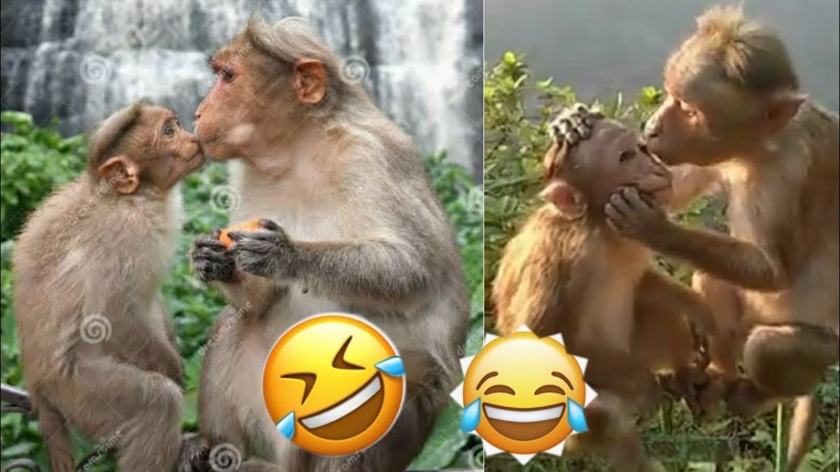 Маленькая обезьяна с целует