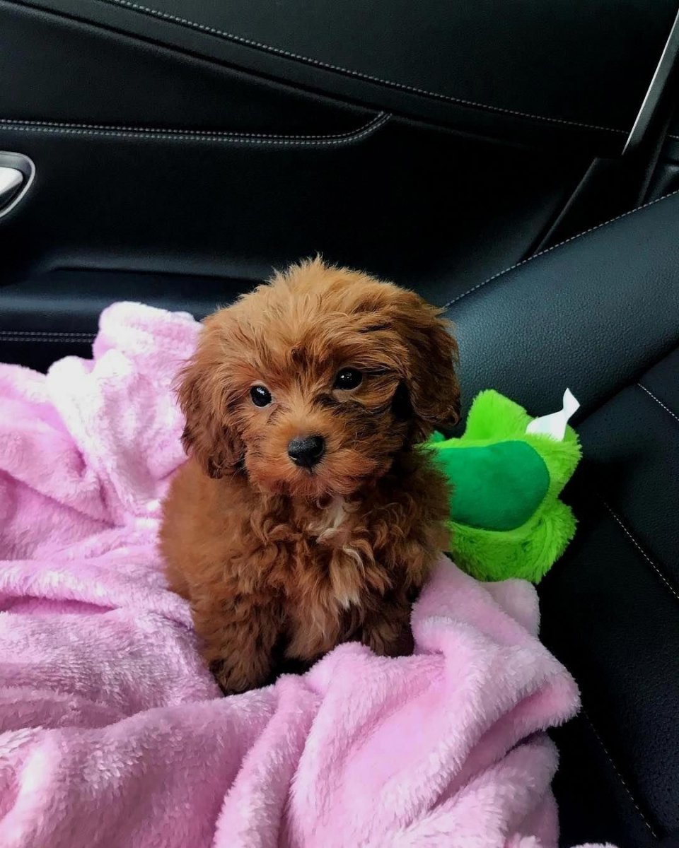 Мальтипу и шпиц