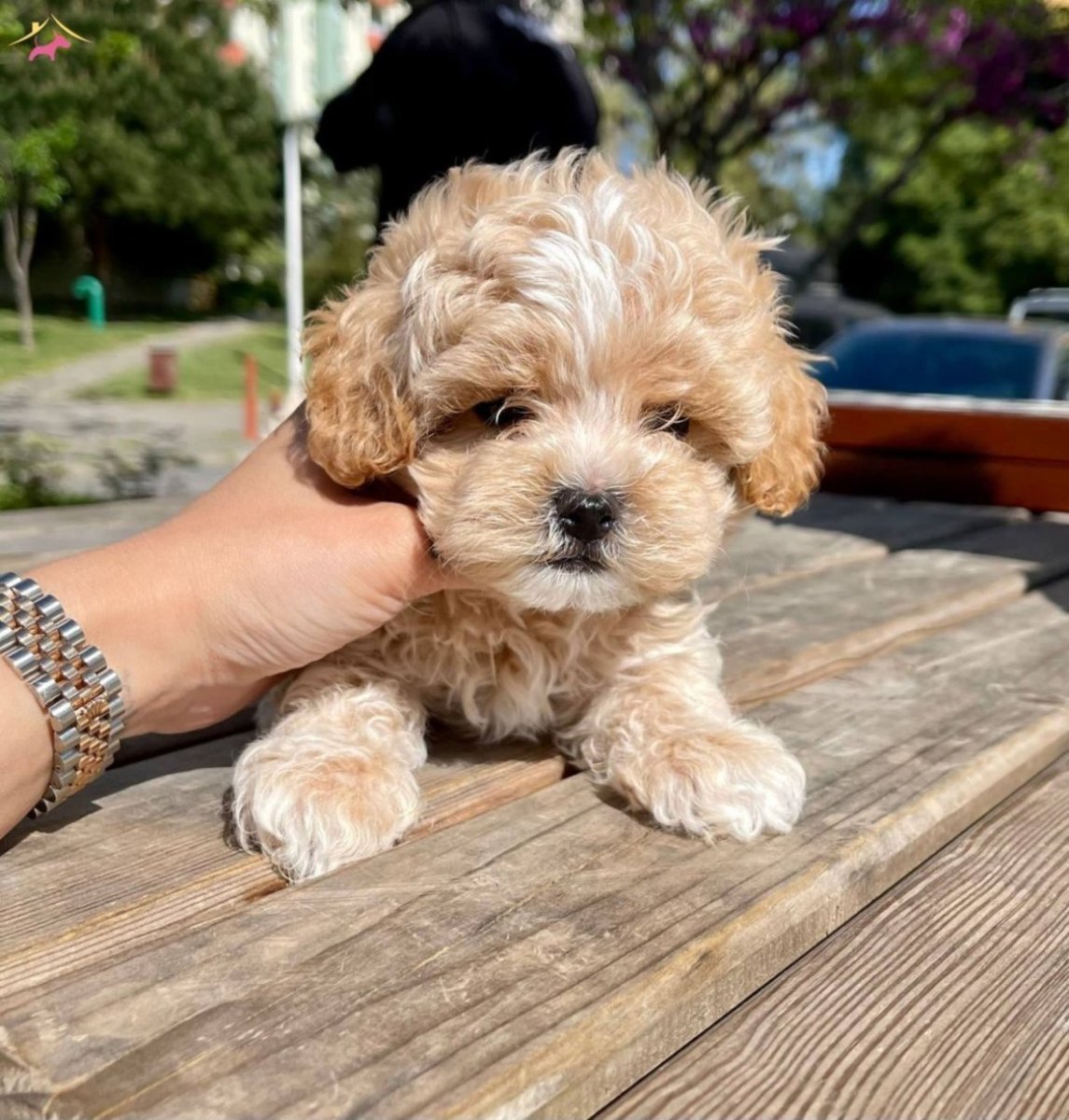 Мальтипу ред Браун