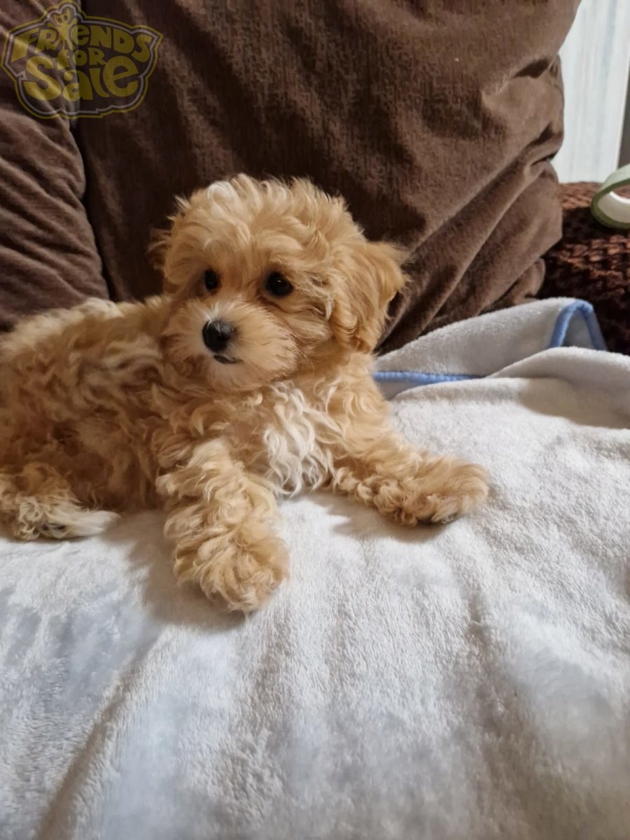 Яйца собаки мальтипу