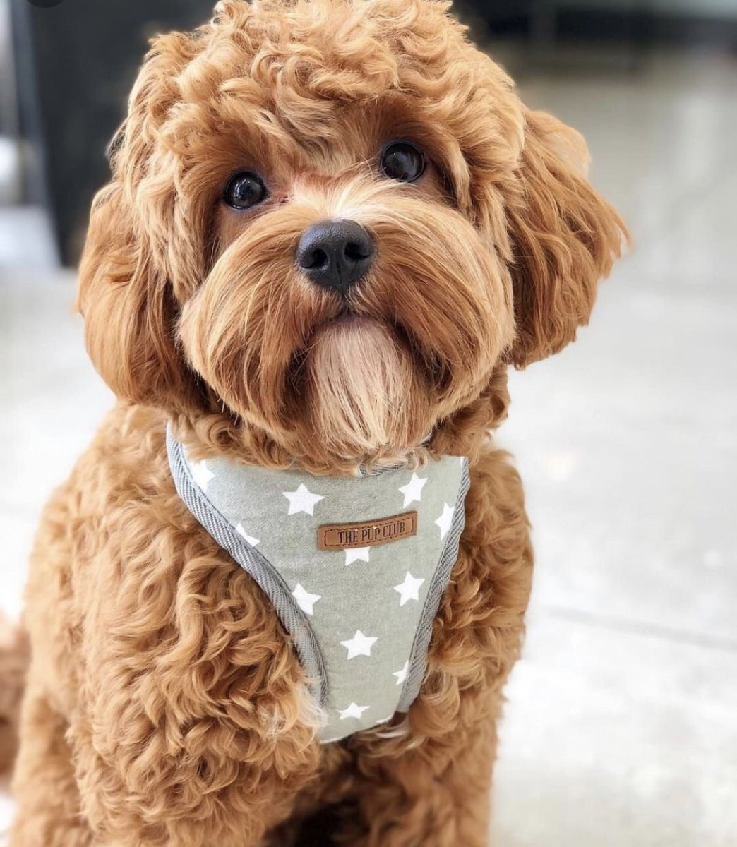 Кавапу и мальтипу