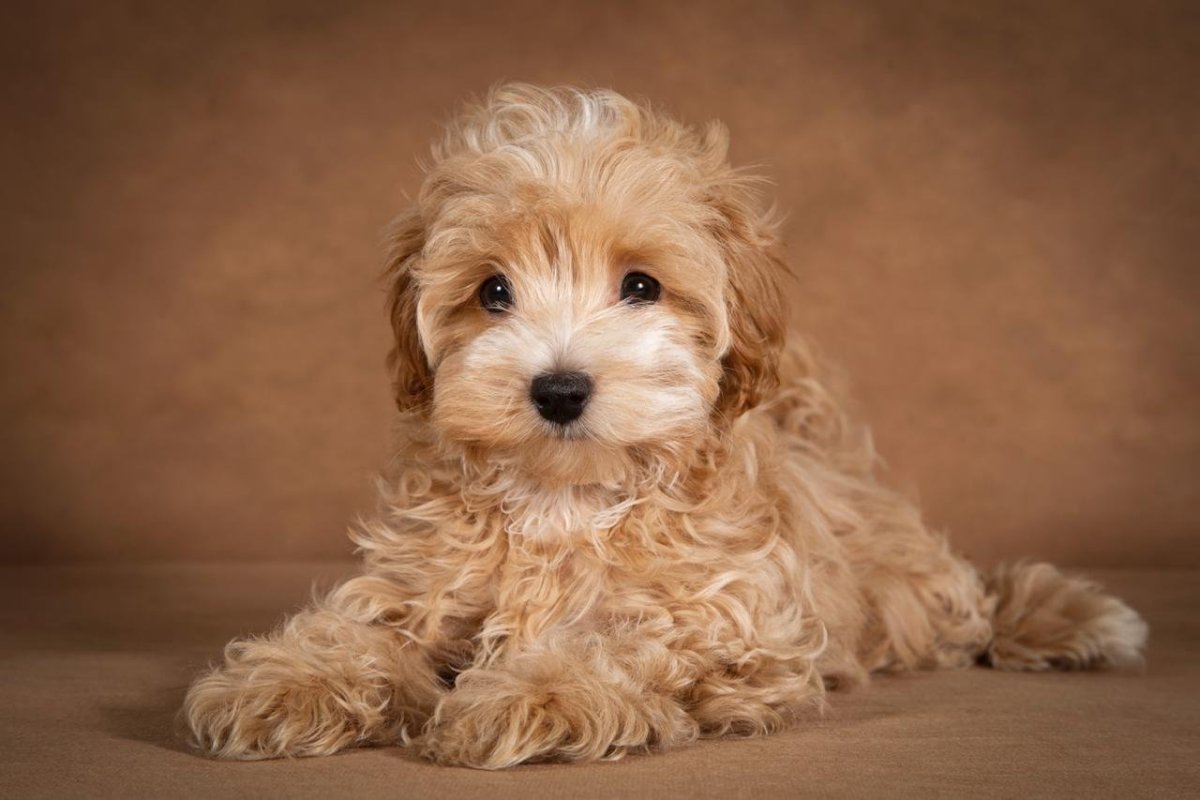 Мальтипу окрасы