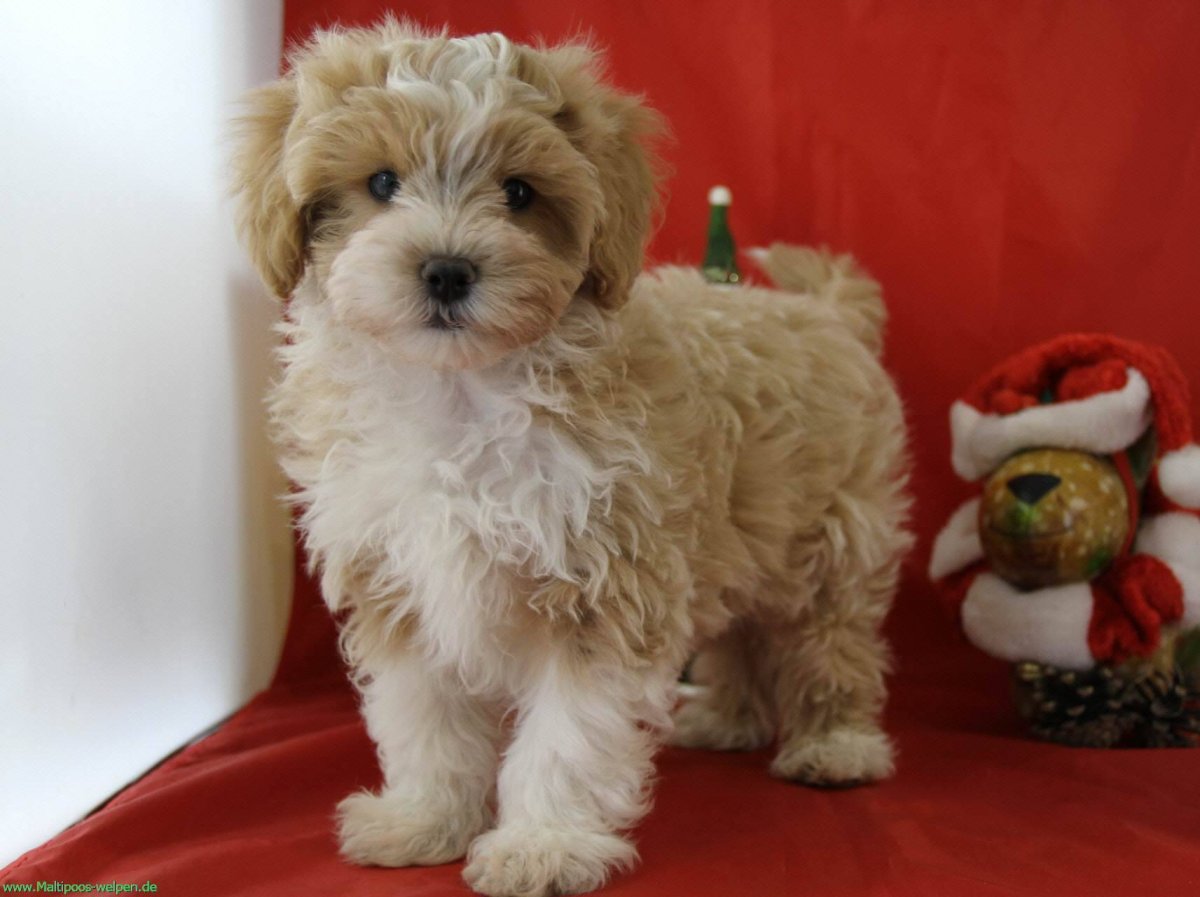 Мальтийская болонка мальтипу