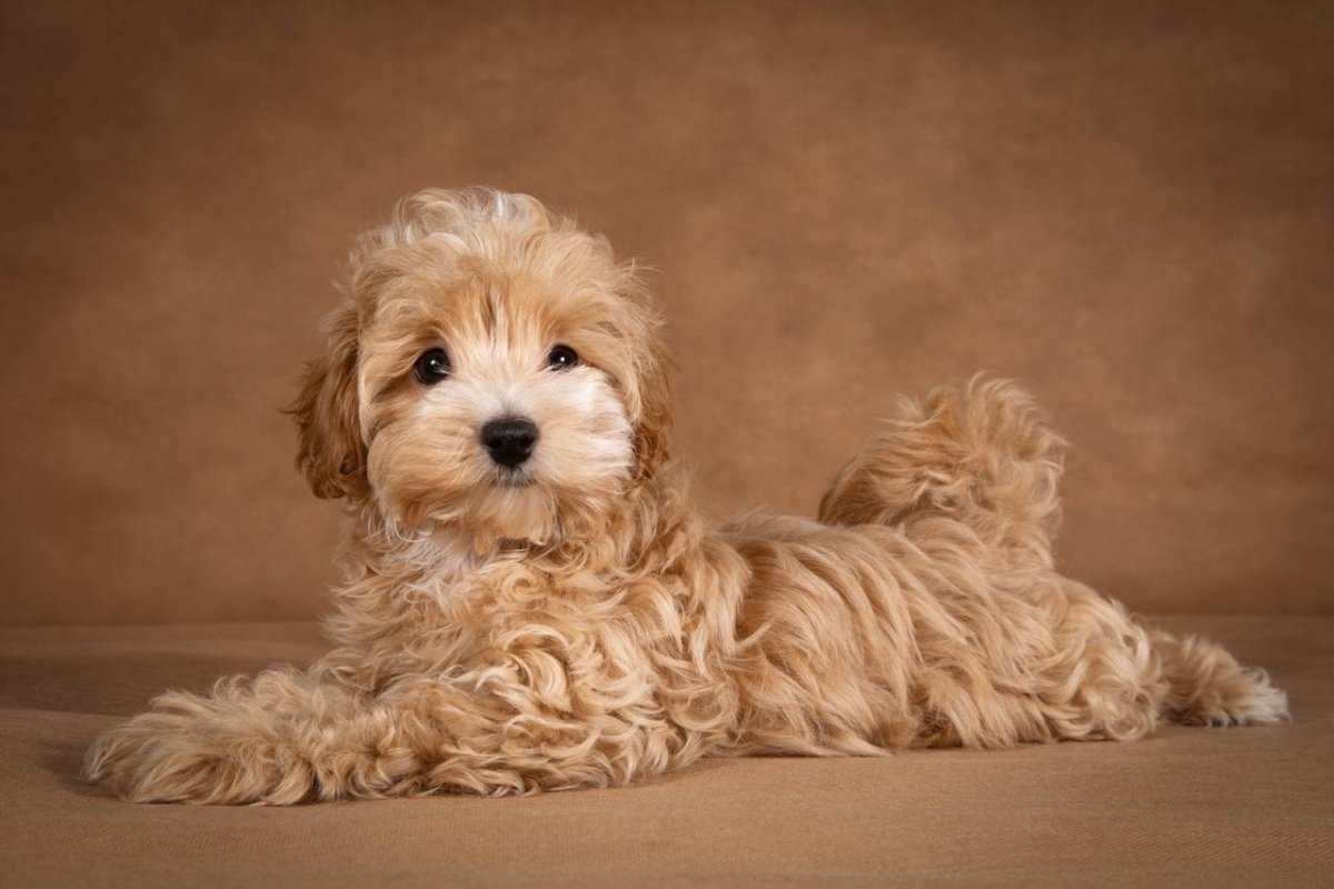 Разные породы собак с названиями крупными