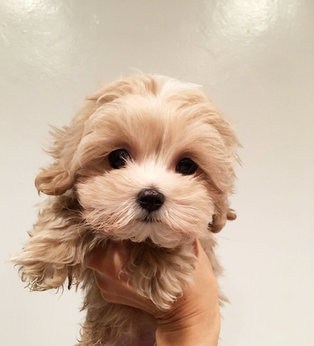 Собачка породы мальтипу