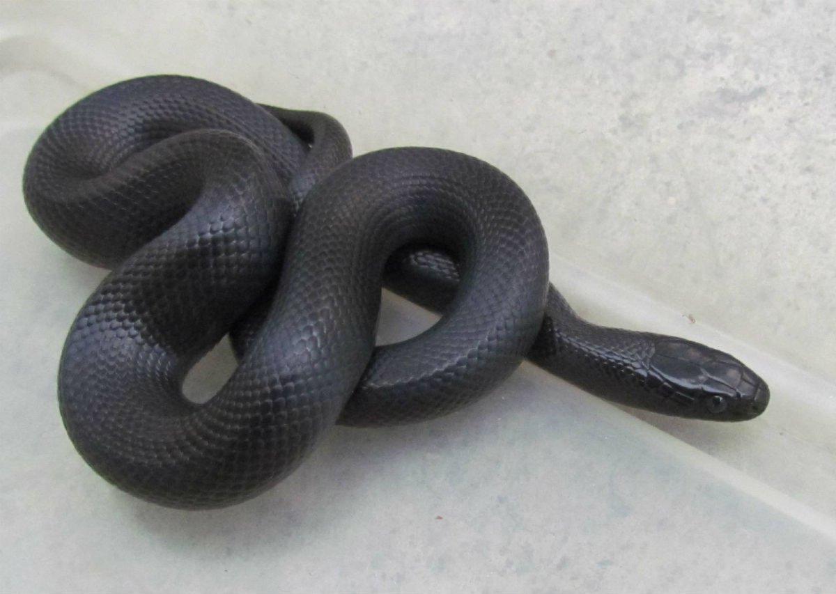 Чёрная Королевская змея нигрита