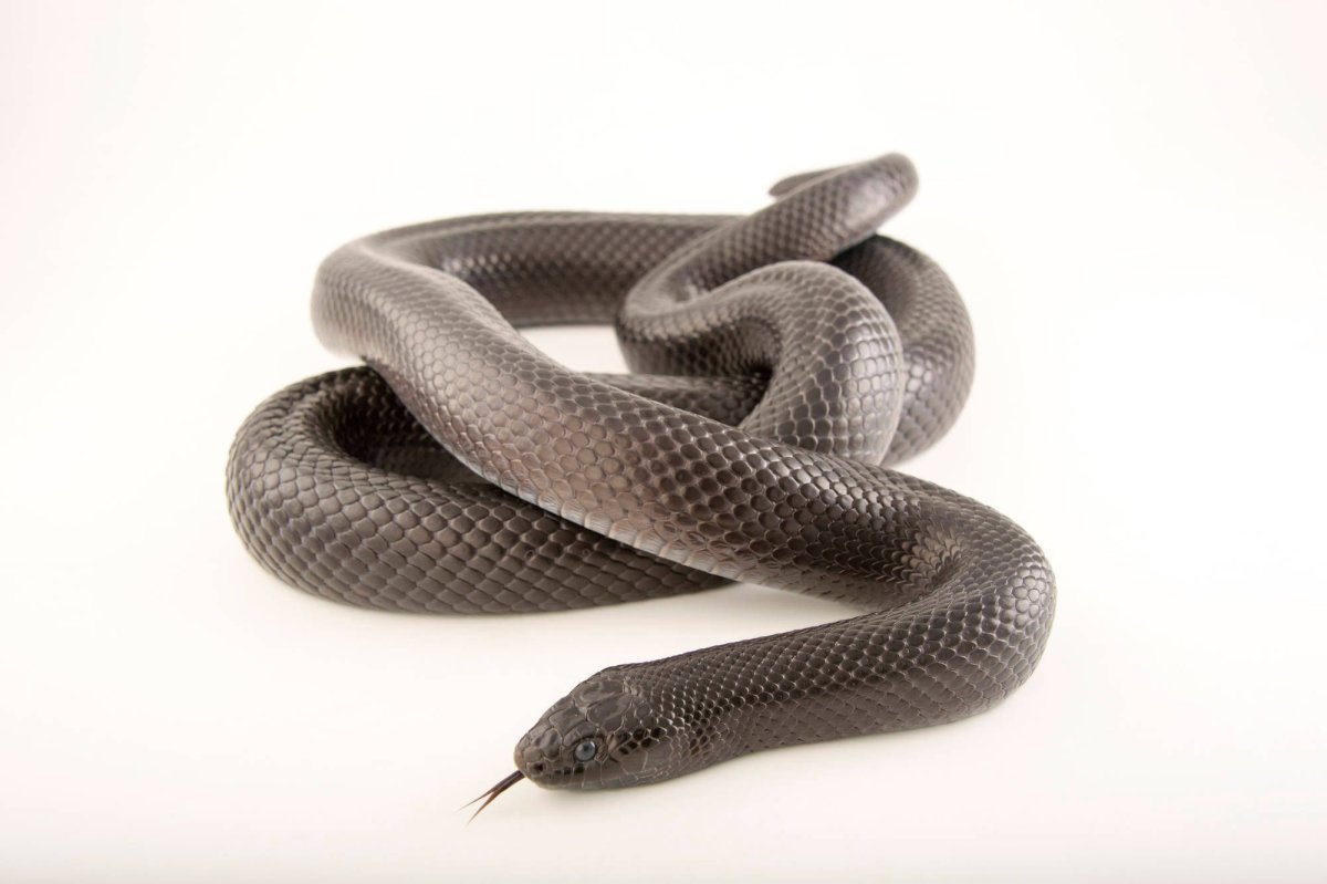 Королевская черная змея Nigrita