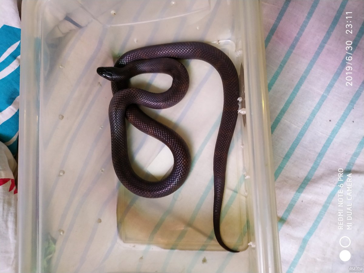 Королевская змея nitida