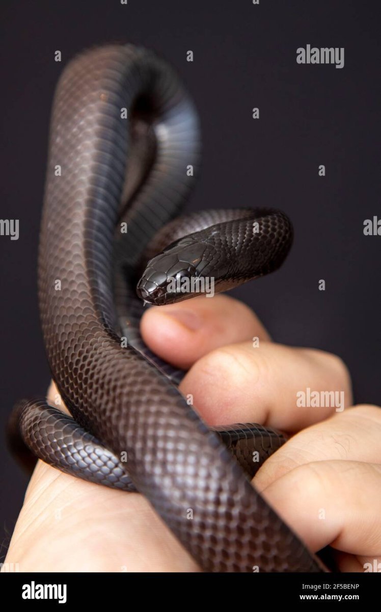 Африканская нигрита