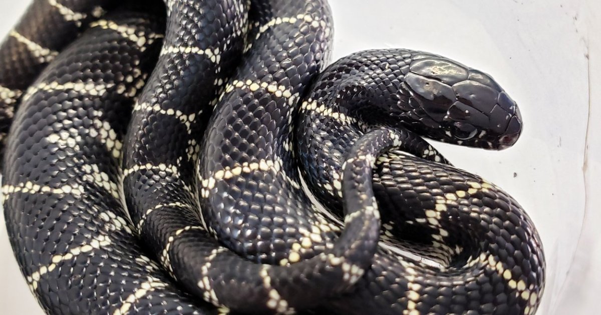 Mexican Black Kingsnake