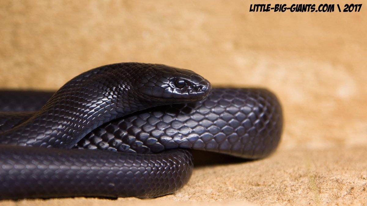 Королевская черная змея Nigrita