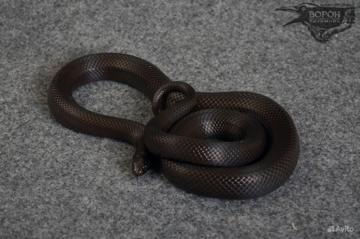 Калифорнийская змея нигрита