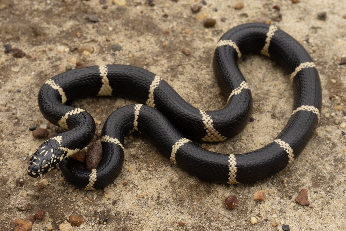 Чёрная Королевская змея нигрита