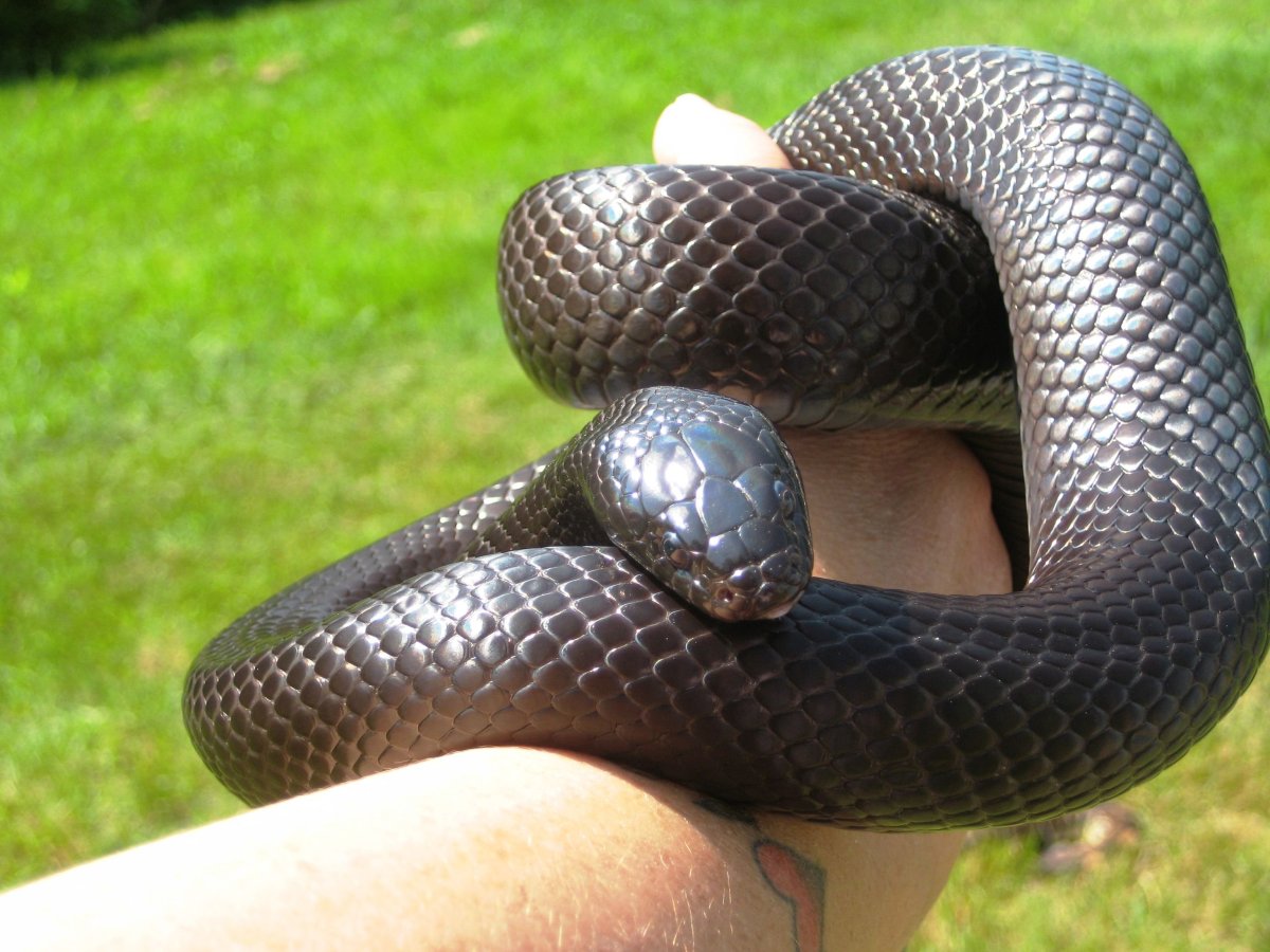 Черная Королевская змея