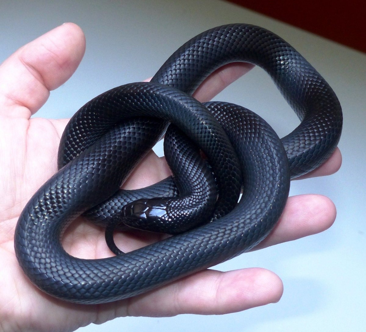 Мексиканская Королевская змея нигрита