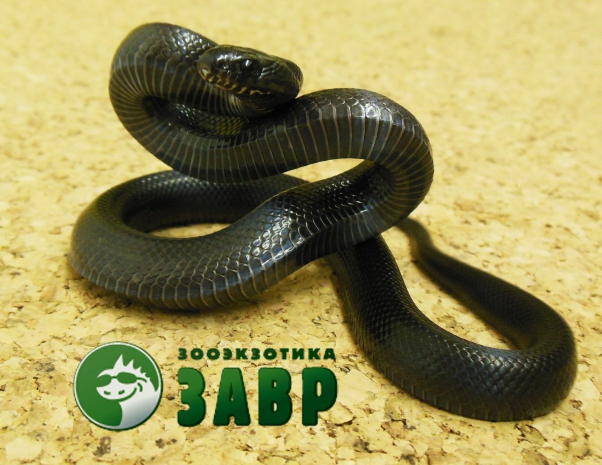 Королевская нигрита