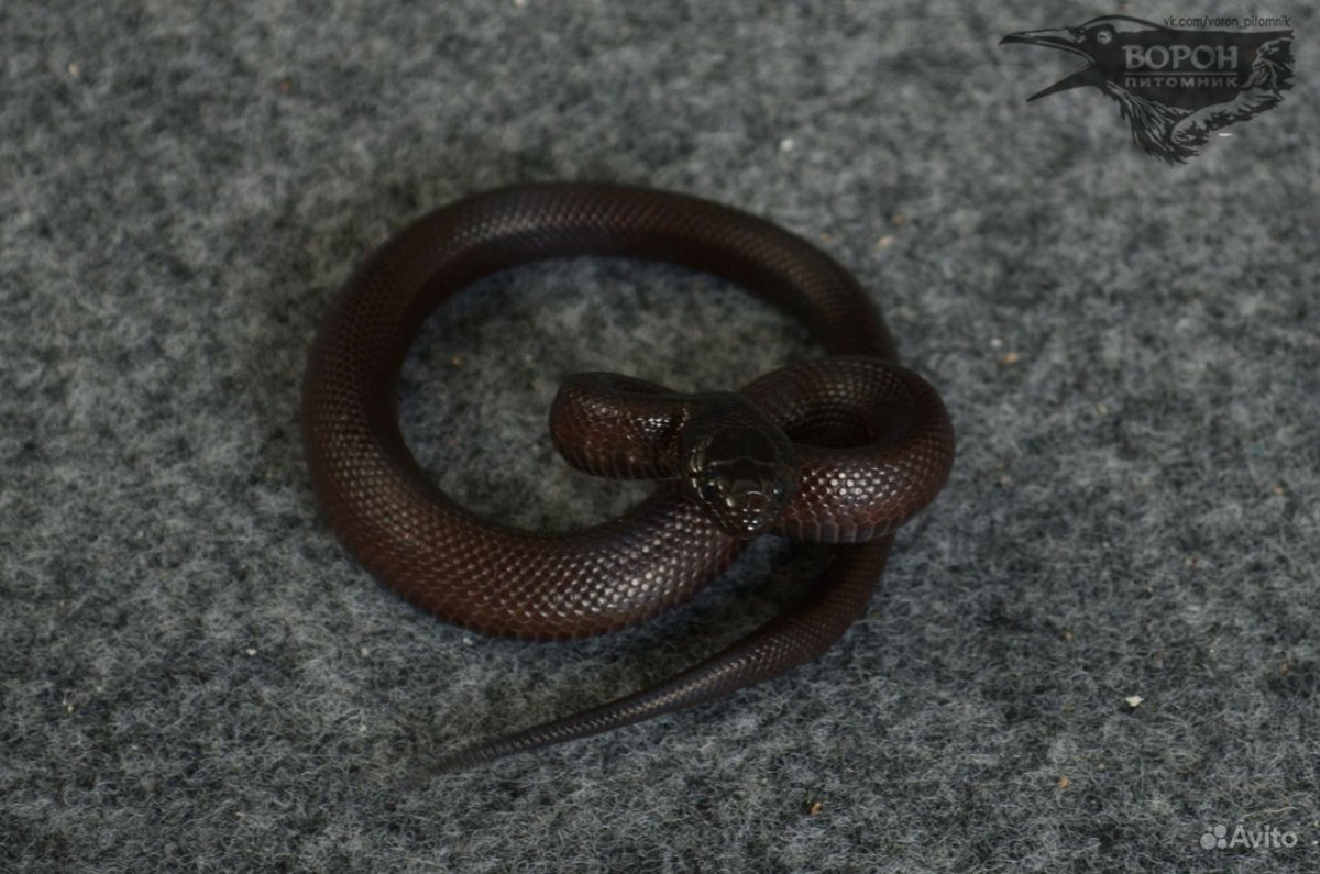 Lampropeltis Nigrita
