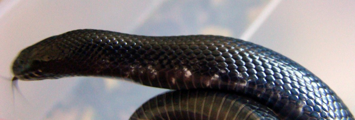 Королевская черная змея Nigrita