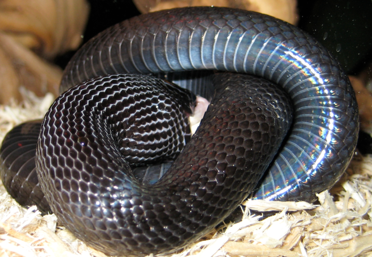 Змея нигрита. Lampropeltis getula Nigrita. Королевская змея нигрита. Мексиканская Королевская змея. Мексиканская Королевская нигрита.